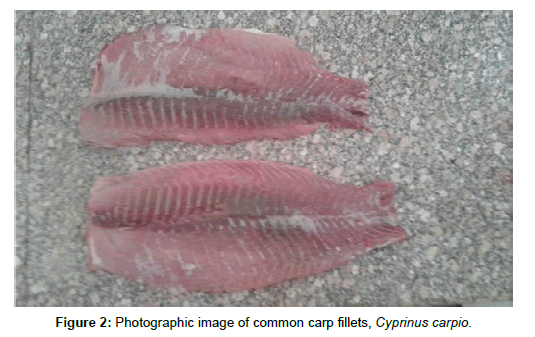 Effect Of Natural Additives On The Quality Attributes Of Cultivated Common Carp Fillets During Frozen Storage Insight Medical Publishing