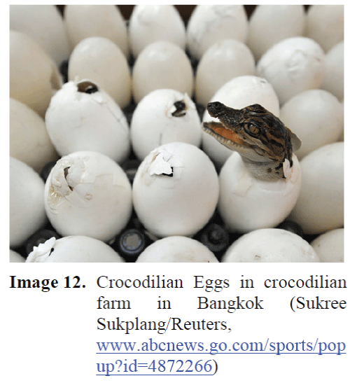 Crocodile Farming And Its Present State In Global Aquaculture Insight Medical Publishing