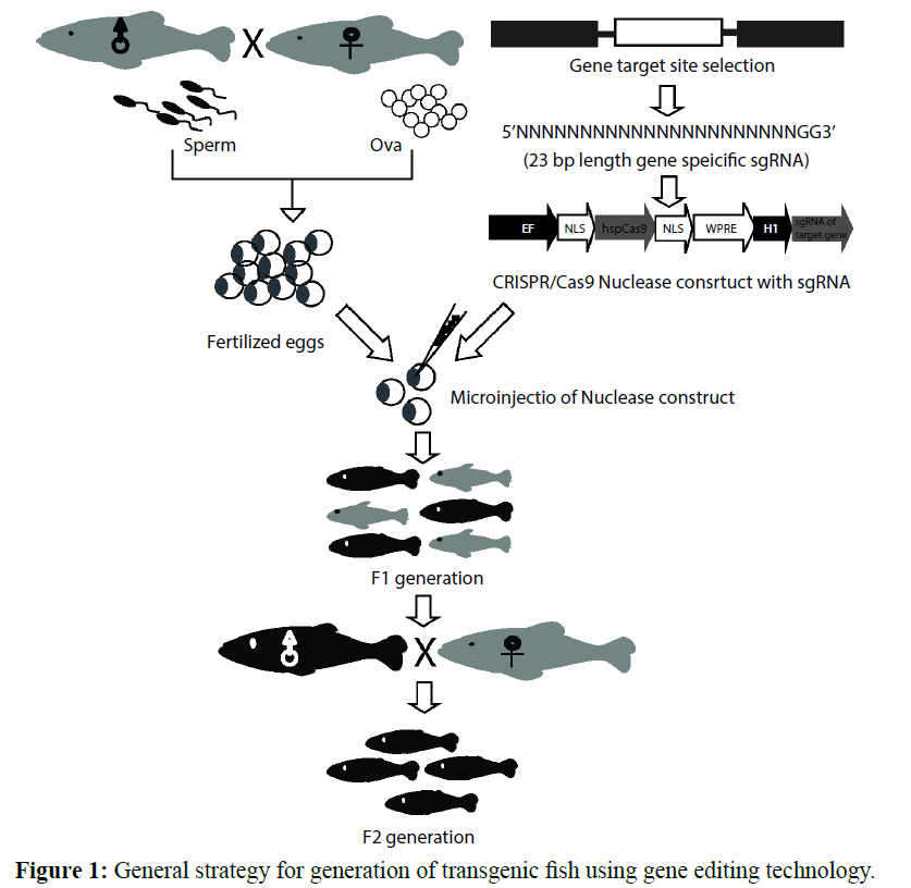 14+ Transgenic Animals Are Those Which Have Foreign Dna In Pics