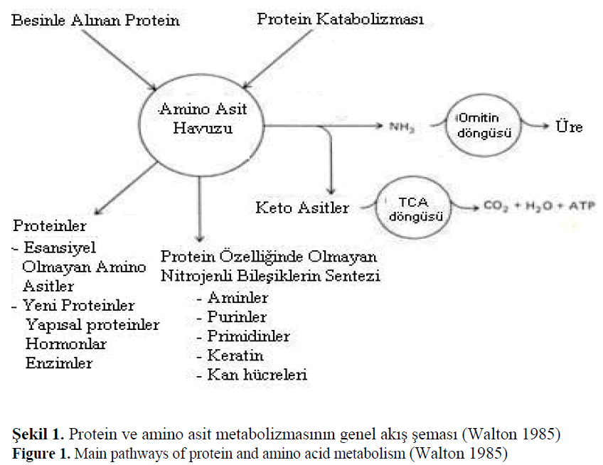 Protein Metabolism In Fishes Insight Medical Publishing