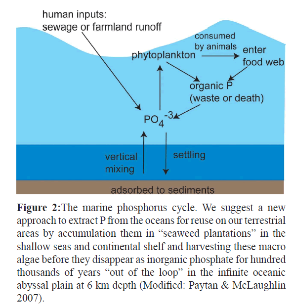 A Suggested Aƒa A A A A Seaweed Plantation Modelaƒa A A A A To Tackle The Looming Phosphorus Crises In The 21st Century At The Rhine North Sea Systemaƒa A A A A Insight Medical Publishing